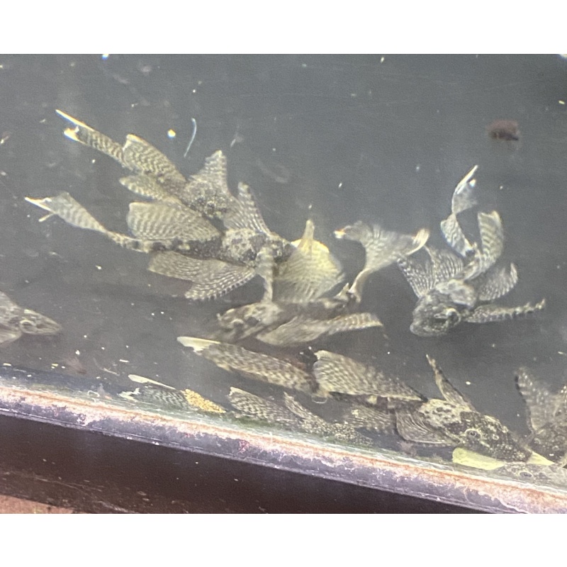 Longfin Bristlenose plecos all carry A Red and Green Dragon gene 5 + 1