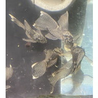 Longfin Bristlenose plecos all carry A Red and Green Dragon gene 5 + 1