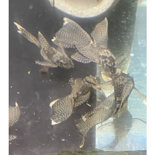 Longfin Bristlenose plecos all carry A Red and Green Dragon gene 5 + 1