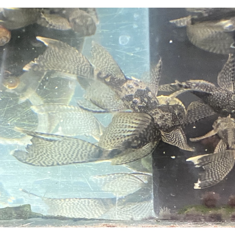 Longfin Bristlenose plecos all carry A Red and Green Dragon gene 5 + 1