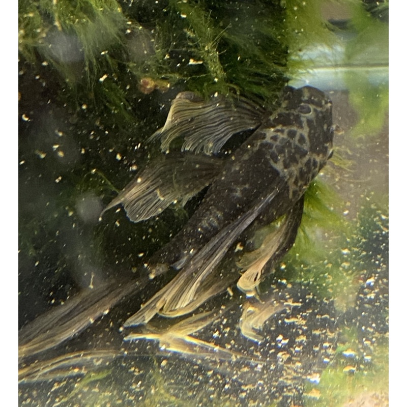 Longfin Green Dragon Bristlenose plecos  5 + 1