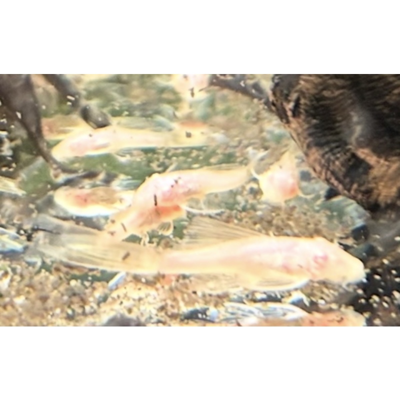 12 Albino Green Dragon Plecos 2”