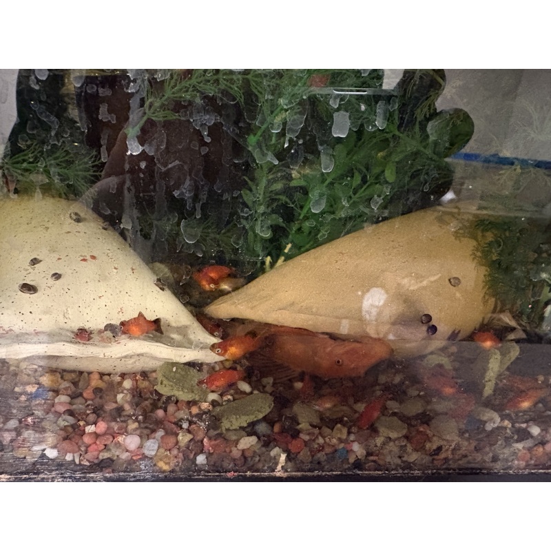 6+2 juvie red velvet wag platy
