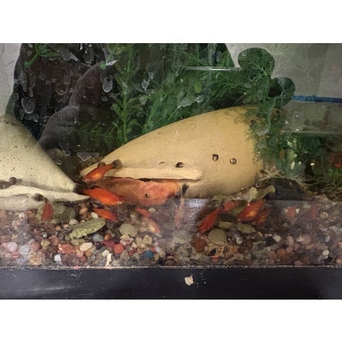 6+2 juvie red velvet wag platy