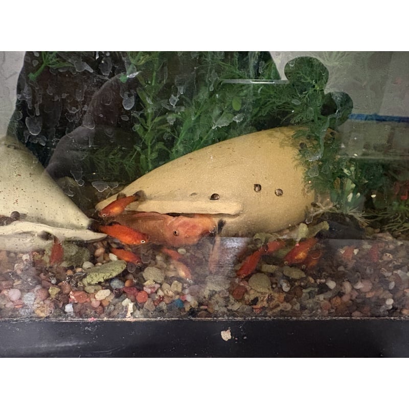 6+2 juvie red velvet wag platy