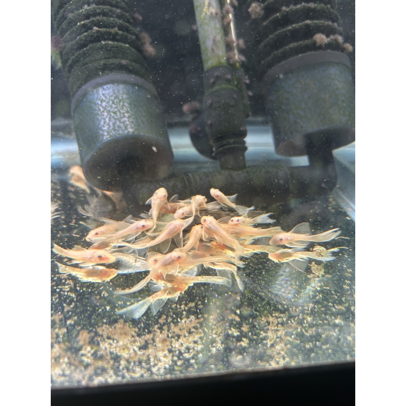 10 -L144 blue eye 1.5”