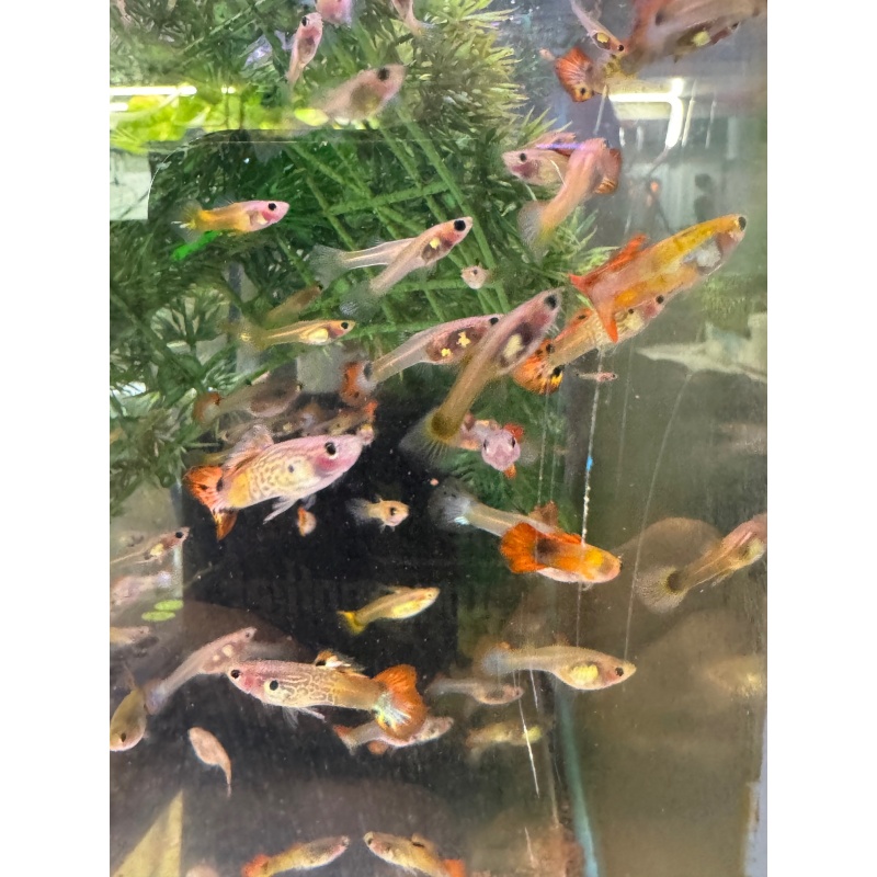 Glass Belly Sunset/Snake/Mosaic Mix - 10+ Adult Pack