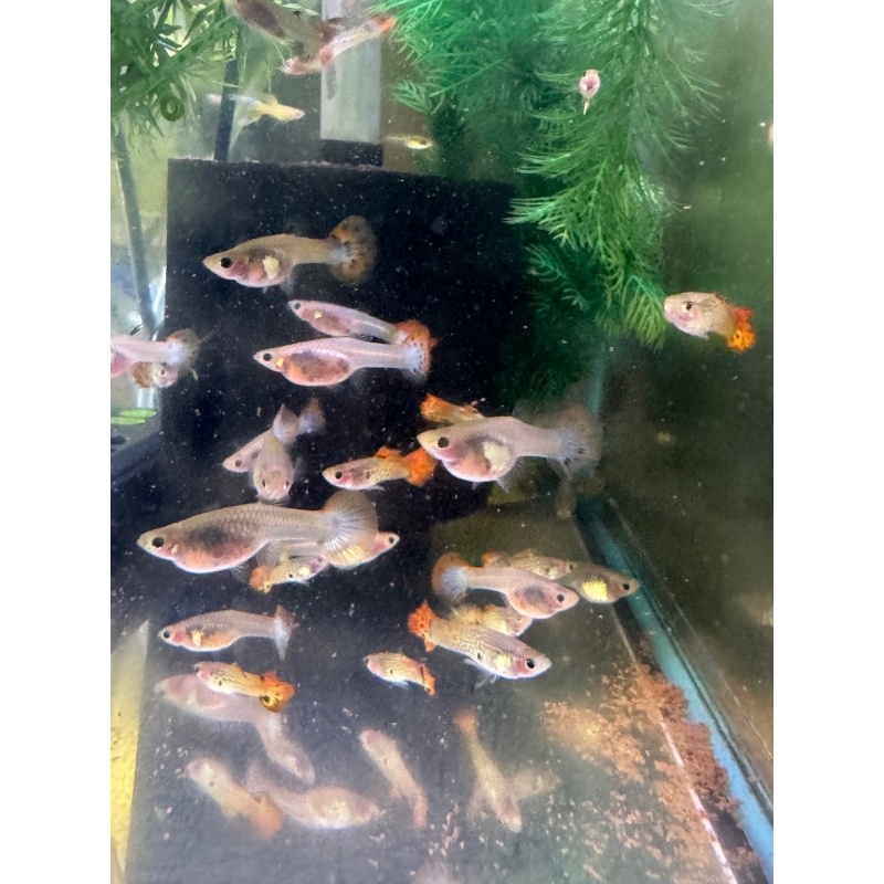 Glass Belly Sunset/Snake/Mosaic Mix - 10+ Adult Pack