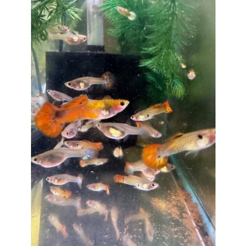 Glass Belly Sunset/Snake/Mosaic Mix - 10+ Adult Pack