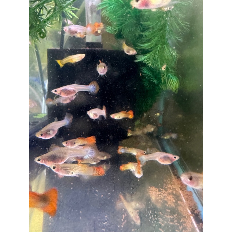 Glass Belly Sunset/Snake/Mosaic Mix - 10+ Adult Pack