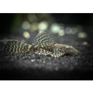 2 Young Adult female Longfin Brown/Chocolate Bristlenose Pleco