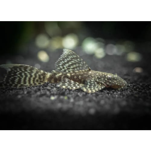 2 Young Adult female Longfin Brown/Chocolate Bristlenose Pleco