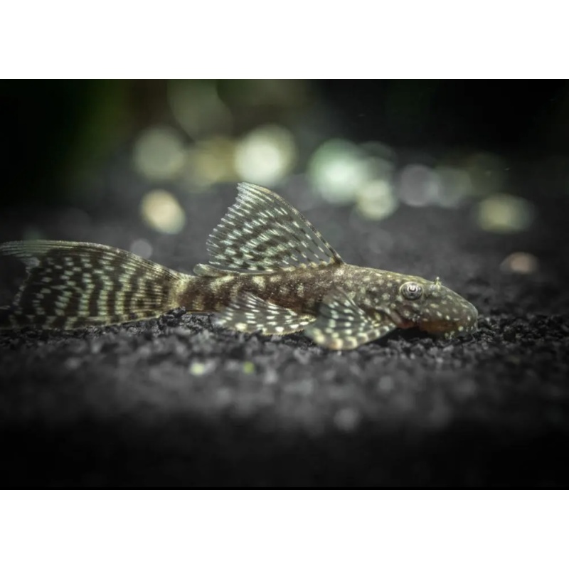 2 Young Adult female Longfin Brown/Chocolate Bristlenose Pleco