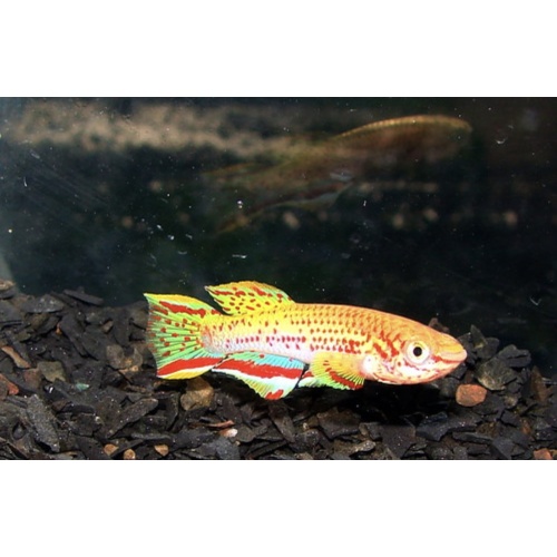 Fundulopanchax Gold Gardneeri