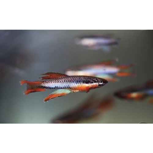 Aphyosemion Bivitattum Lagos Red