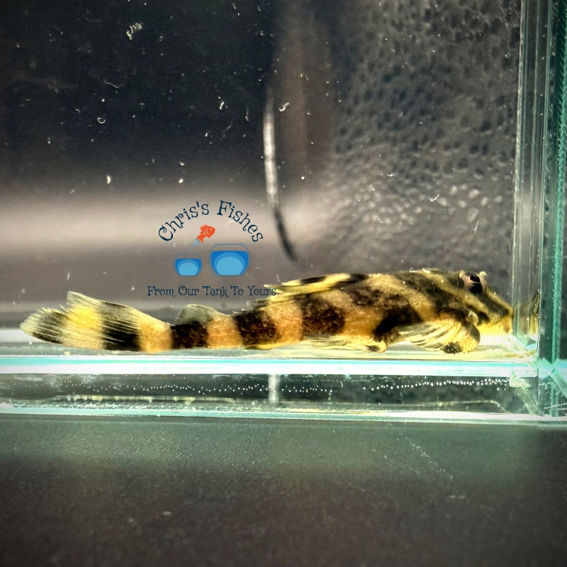 4 pack: L168 Butterfly Pleco / Dekeyseria Brachyura