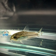 6 pack: Pygmy Cory (Corydora pygmaeus)
