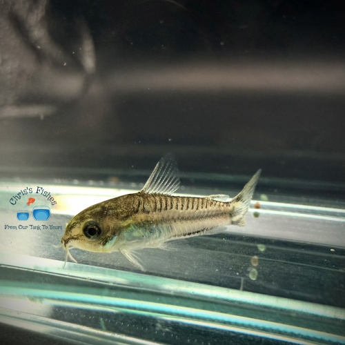 6 pack: Pygmy Cory (Corydora pygmaeus)