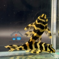 QTY OF 1: L134 Leopard Frog Pleco / Peckoltia compta