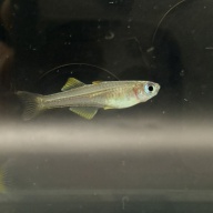 6-pack: Pseudomugil  ivantsoffi / Blue eye Dwarf Rainbowfish