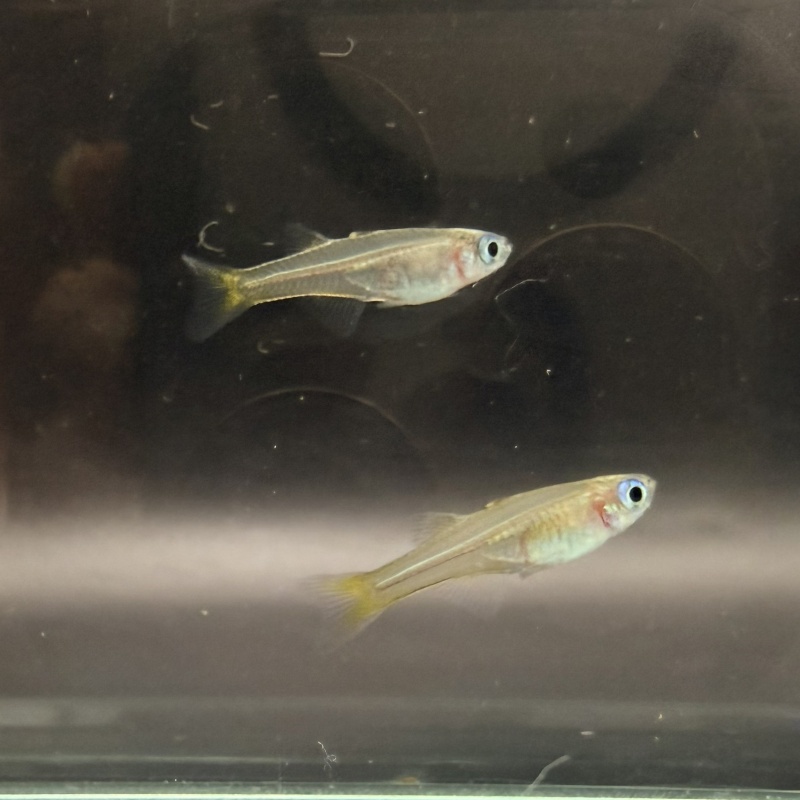 6-pack: Pseudomugil  ivantsoffi / Blue eye Dwarf Rainbowfish
