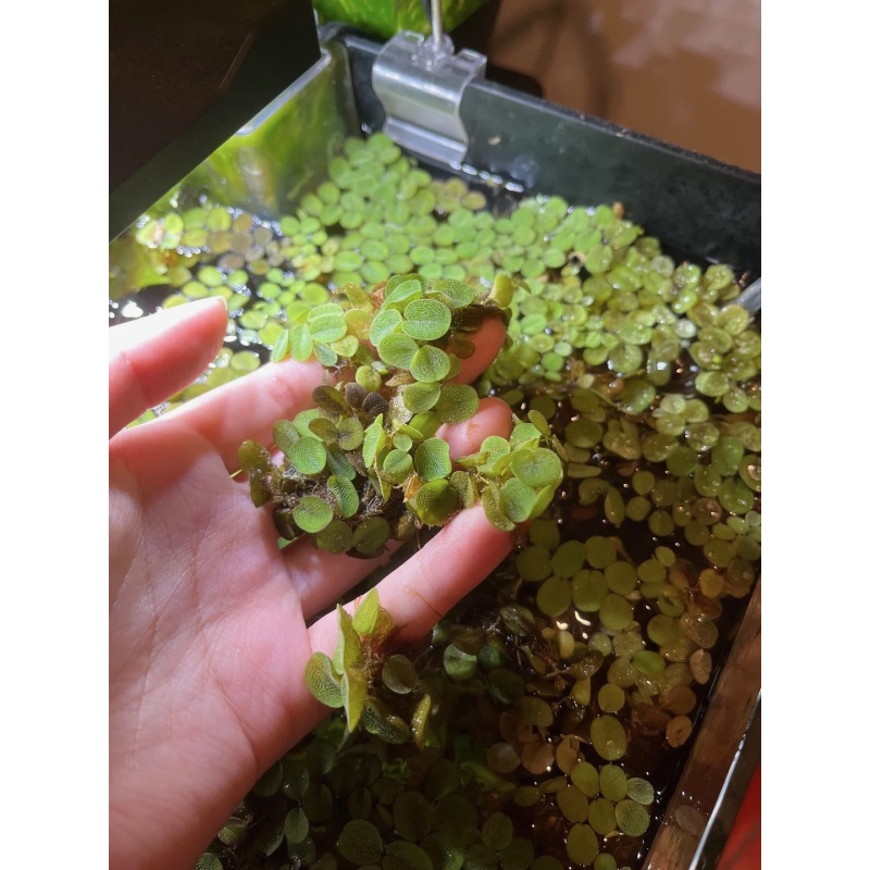 Salvinia Minima (Water Spangles)
