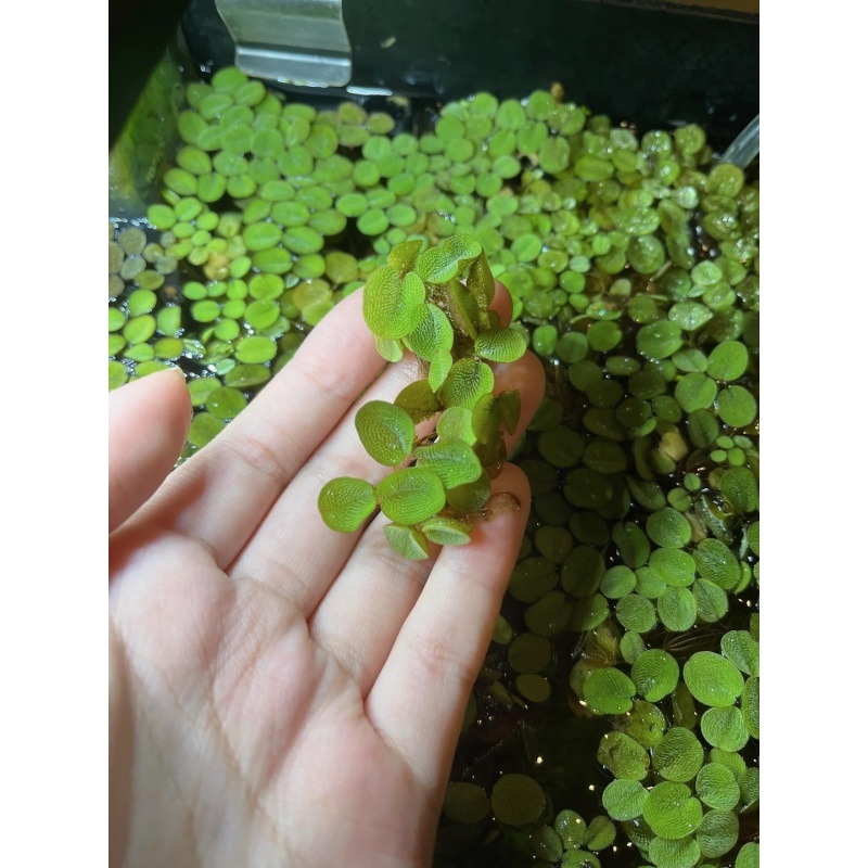 Salvinia Minima (Water Spangles)