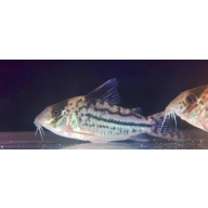 4 wild Incoliana corys