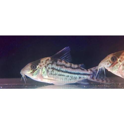 4 wild Incoliana corys