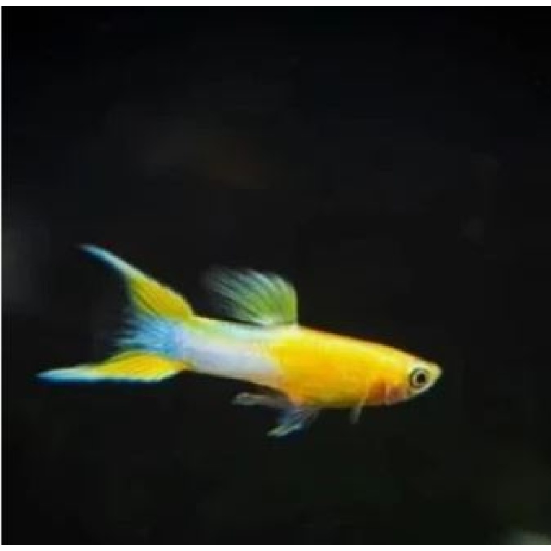 Japan Blue Gold Double Sword Guppy