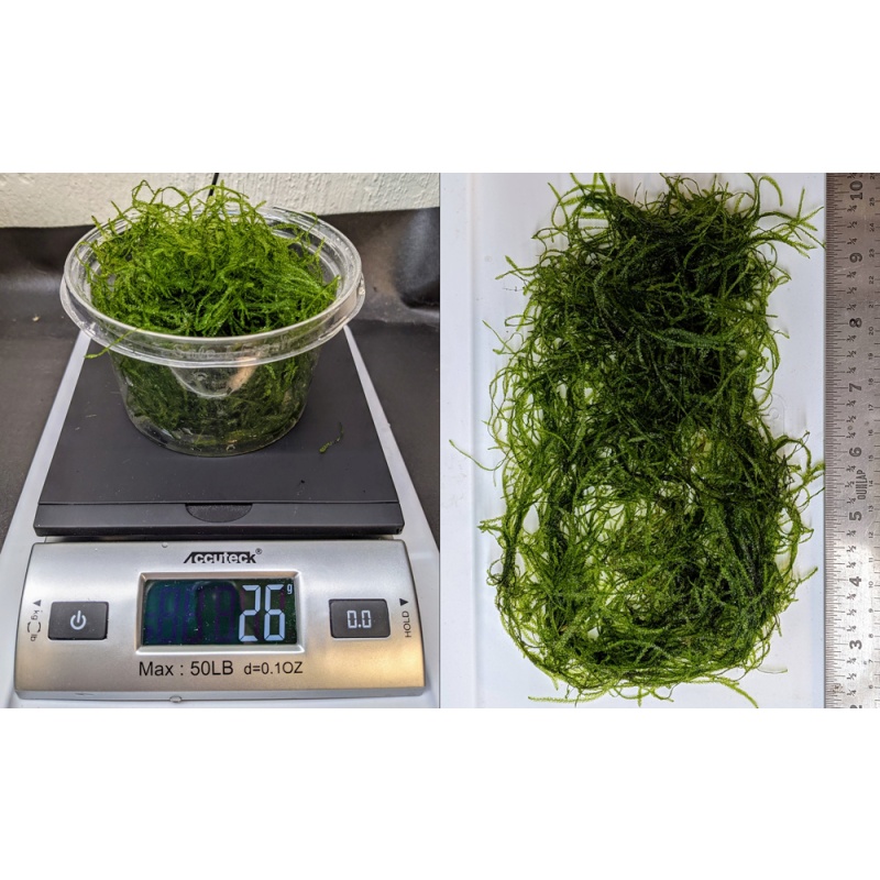 Java Moss Large 25g+ portion. Great for Shrimp & Fry. FREE SHIPPING