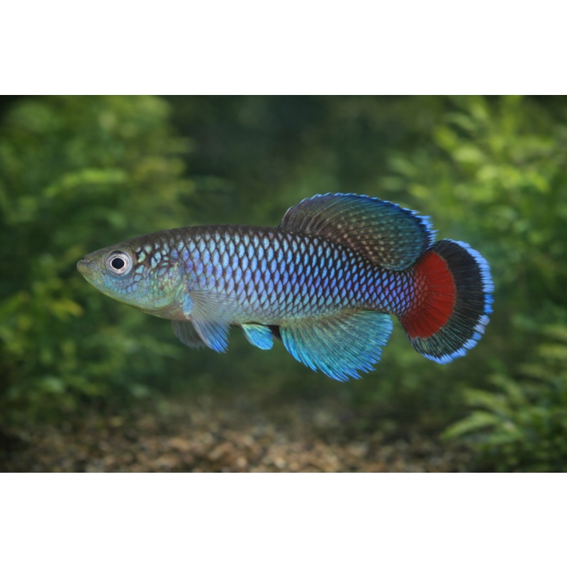 Nothobranchius Jubbi (30 +5 Bonus Eggs)