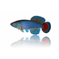 Nothobranchius Jubbi (50 +5 Bonus Eggs)