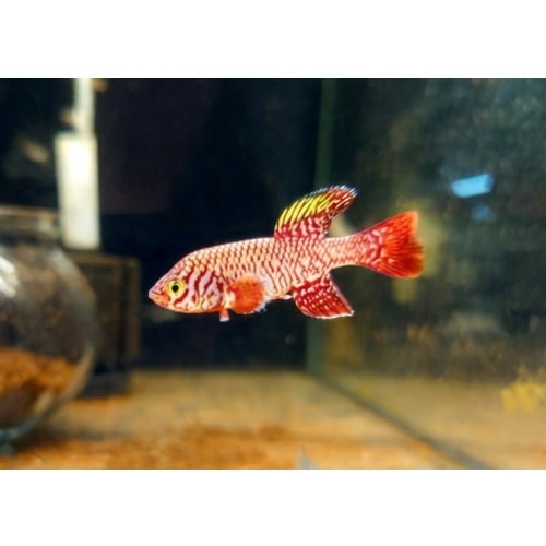 Nothobranchius - Kadleci "Save river" 40V
