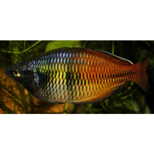 6 juvenile Melanotaenia fredericki Sorong with red orange fins, the nicest Freddy you will find
