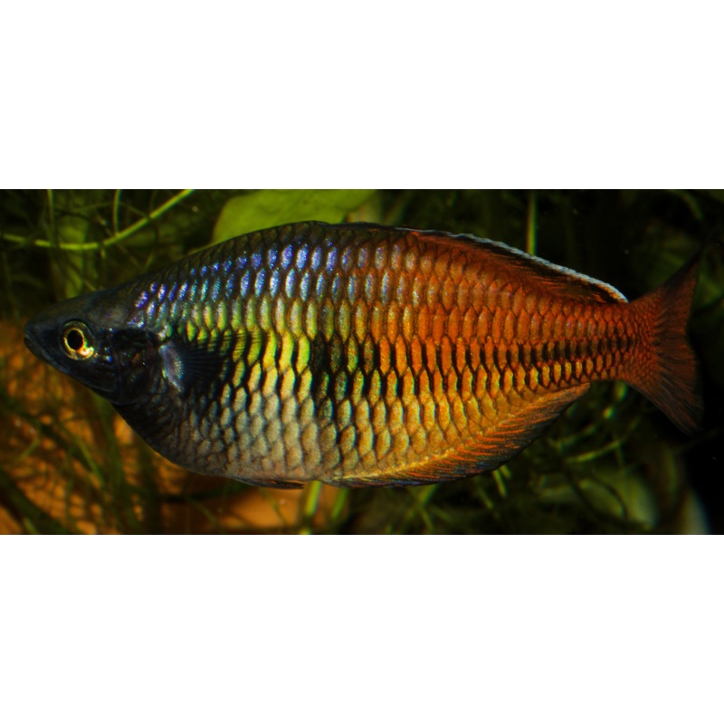 6 juvenile Melanotaenia fredericki Sorong with red orange fins, the nicest Freddy you will find