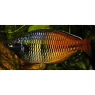 8 juvenile Melanotaenia boesemani Kali Fitri, stay small