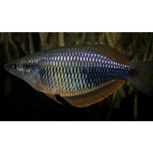 6 juvenile Melanotaenia fredericki Sorong with red orange fins, the nicest Freddy you will find
