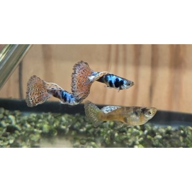 King Cobra Guppies-2 Trios