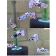 King Cobra Guppies-2 Trios