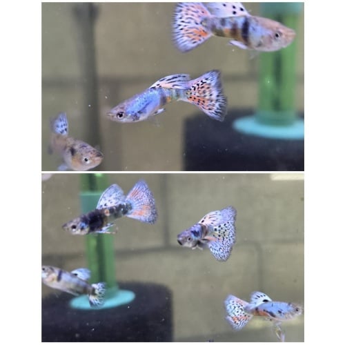 King Cobra Guppies-2 Trios