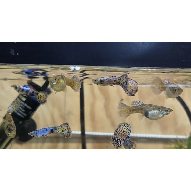 King Cobra Guppies-2 Trios