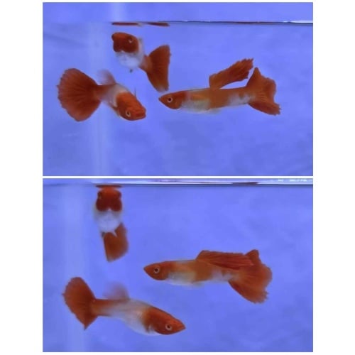 Albino Koi Red Ear-Trio
