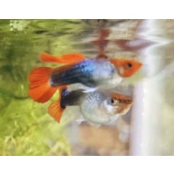 Koi Tuxedo Guppies-Juveniles