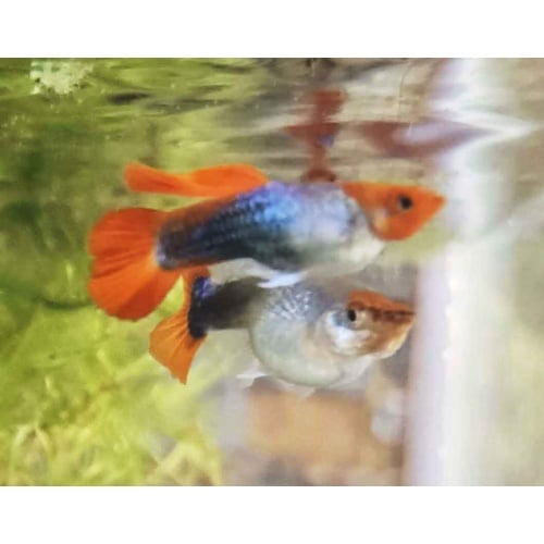 Koi Tuxedo Guppies-Juveniles