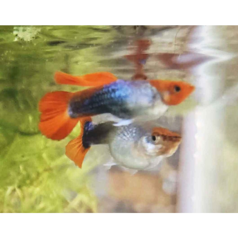 Koi Tuxedo Guppies-Juveniles