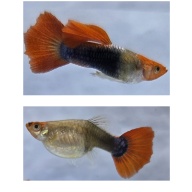Koi Tuxedo Guppies-2 Trios