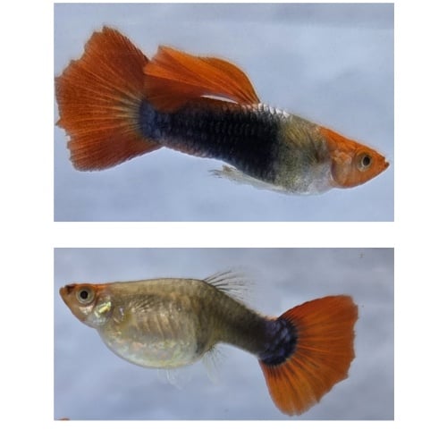 Koi Tuxedo Guppies-2 Trios