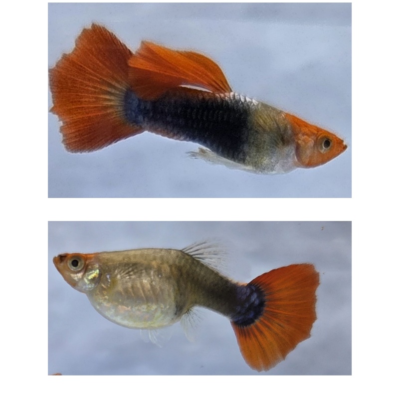 Koi Tuxedo Guppies-2 Trios