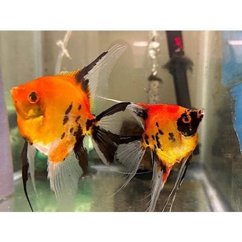 6+1 FREE! HIGH COVERAGE QUALITY KOI ANGELFISH, NICKEL+ SIZE!